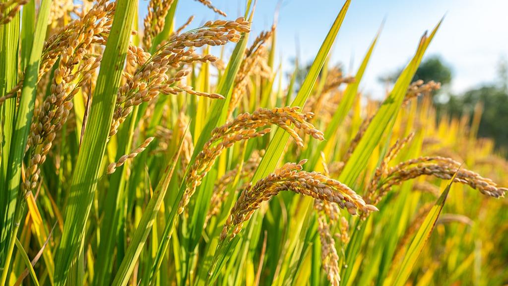 AI育种，迎来“基因科学家”