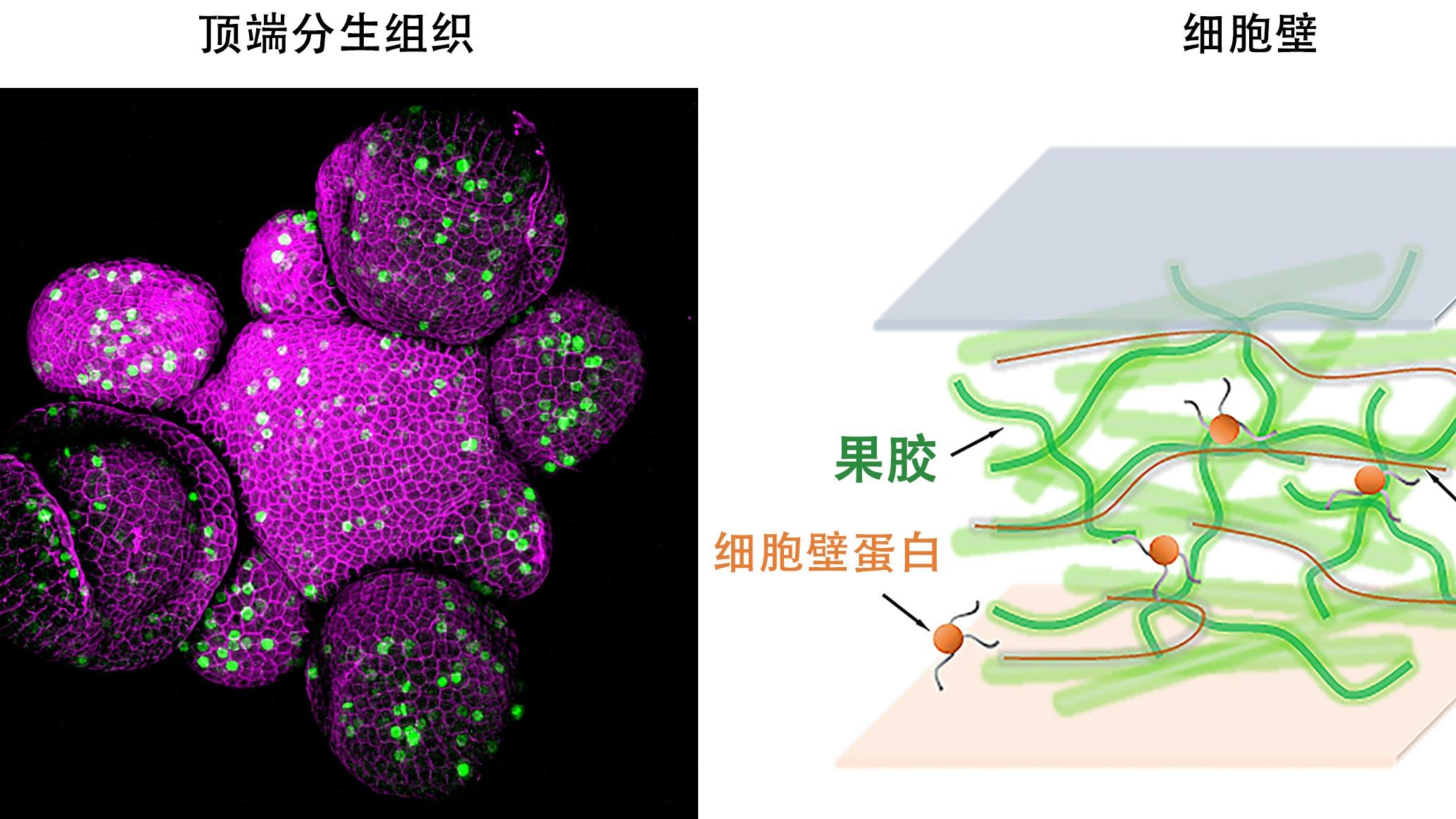 科研新突破！中国科学家破解植物再生密码