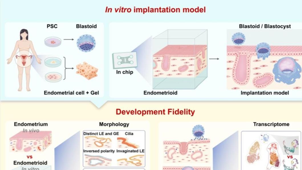 科学与健康｜点亮希望！新技术有望探明胚胎移植失败原因