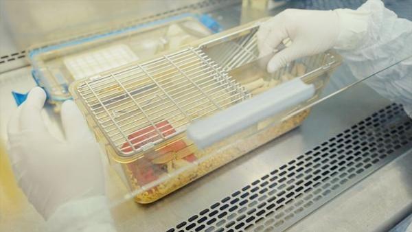 揭秘“太空小鼠”的“出差奇遇”