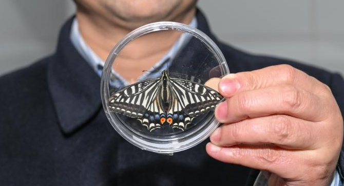 “太空蝴蝶”破蛹展翅验证地球生命韧性