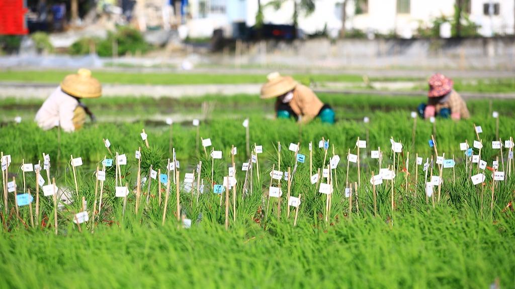 传统育种遇上AI 让农业更高效 丰收更可期
