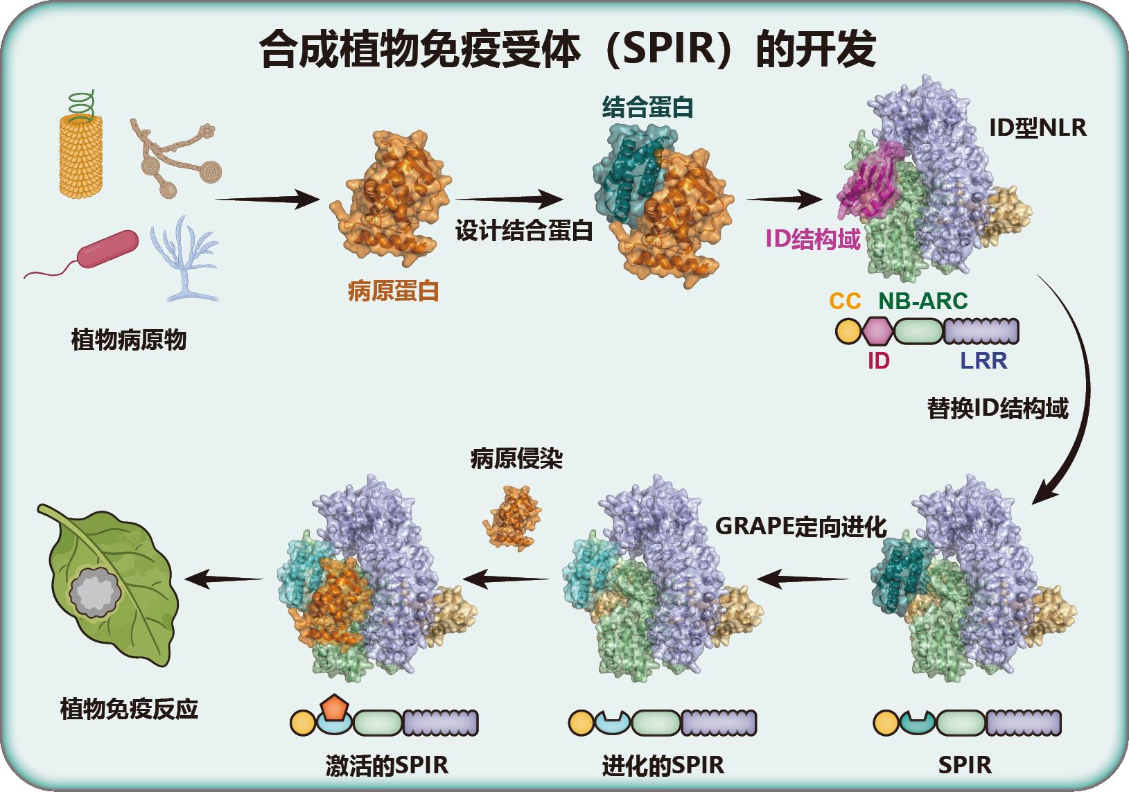 AI当“设计师”植物抗病“哨兵”实现按需定制