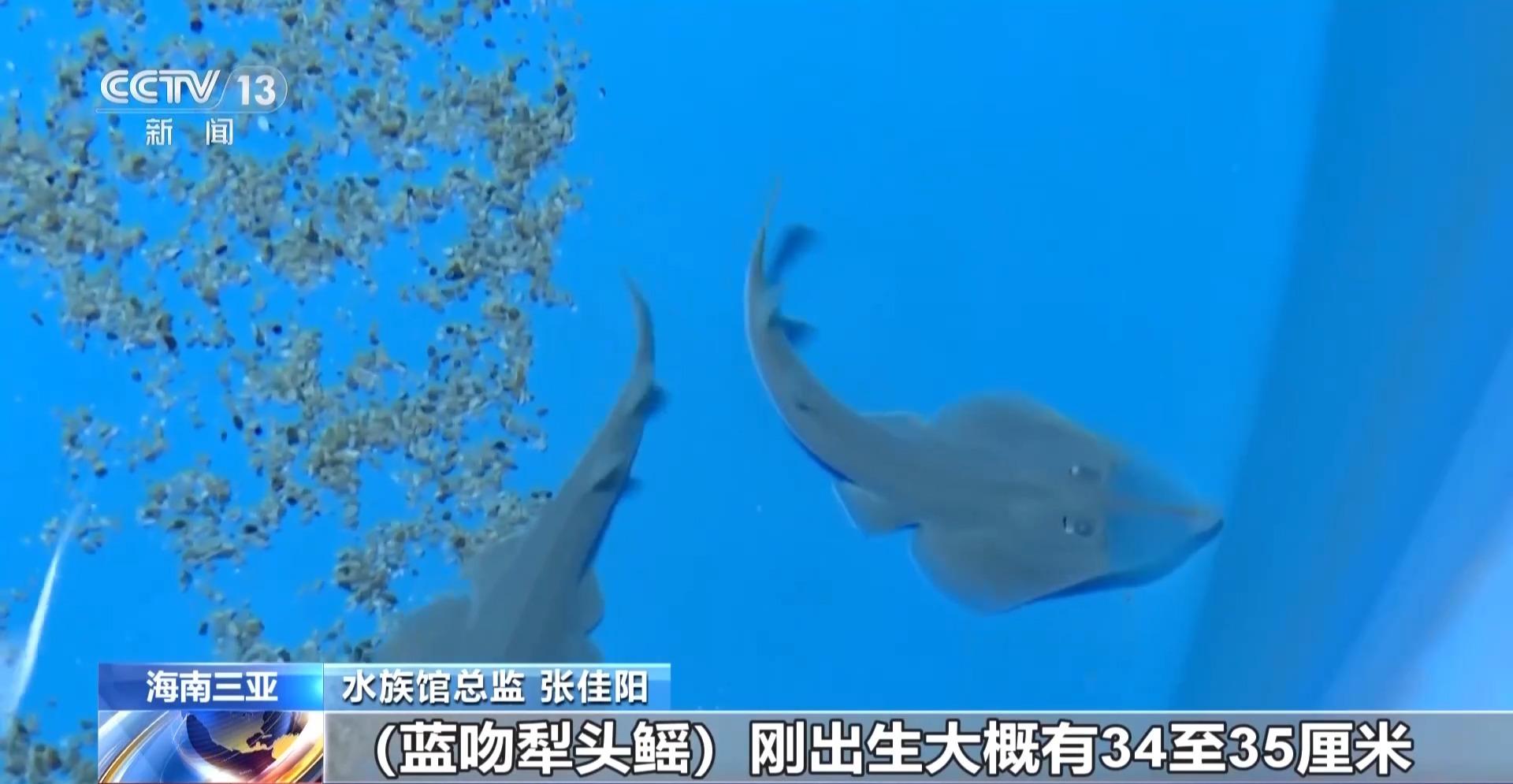 全球极危物种蓝吻犁头鳐在海南三亚人工繁育成功
