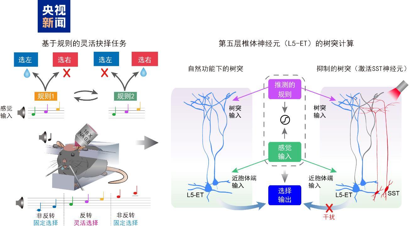 大脑神经元有精密分工 我国科学家破解大脑灵活决策底层奥秘