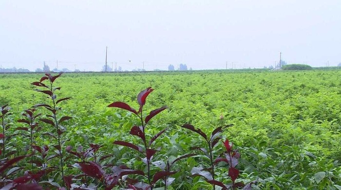 1600353370180409.jpeg a035980eedf76b0088c24bb1b543c3e0.jpeg