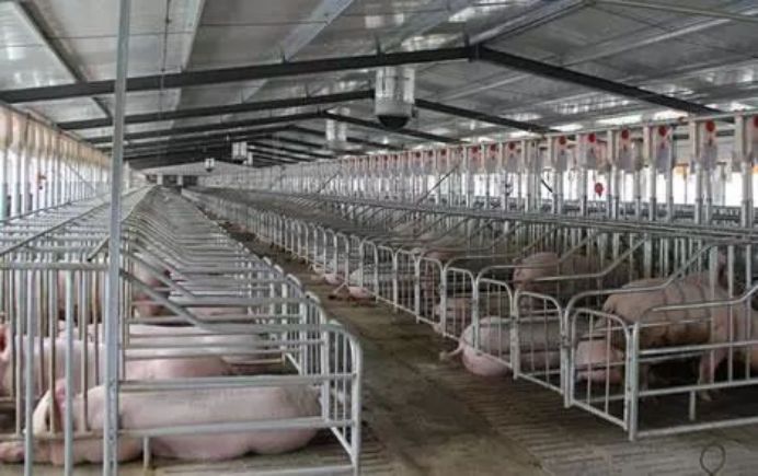 猪肉价格上涨，百万头生猪被宰，AI能派上用场吗？