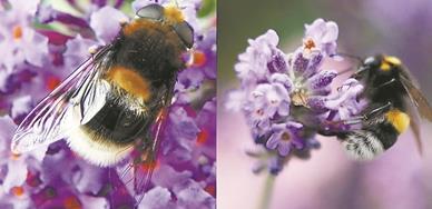 左图 一只拟态熊蜂的食蚜蝇停在紫色花朵上。右图 停在紫色花朵上的熊蜂。  图片来源：物理学家组织网