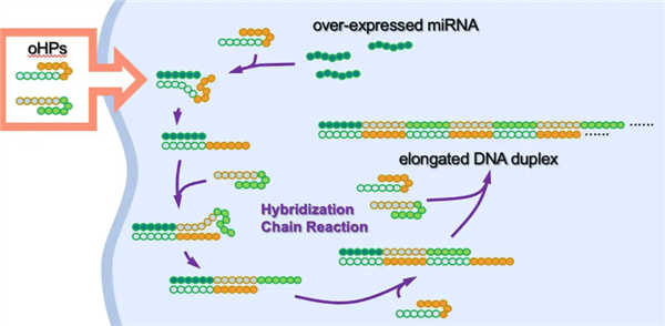 告别癌症！东京大学发现突破性治愈方式：人造DNA